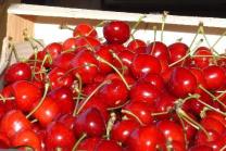 Fraises