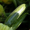 Courgette